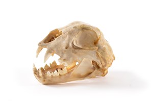 Image description is not available for 1997.1.39